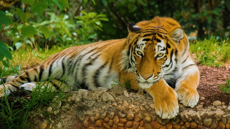 photo, tiger, cat, animal