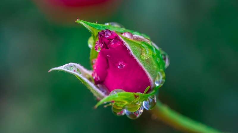 green, rose, water drops, flower, bud, pink