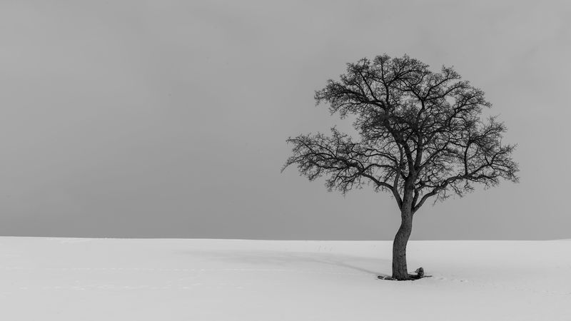 tree, minimalism, bw, lonely, 4k