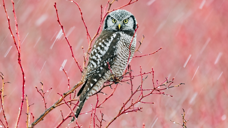 owl, bufnita, snow, bird, pasari, rain, pink, winter, iarna
