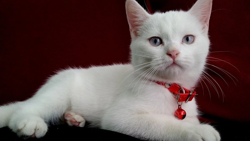 pretty, beautiful, sweet, beauty, face, sleepy, animals, lovely, kitty, cat, sleeping, cat face, hat, cute, paws, cats, kitten