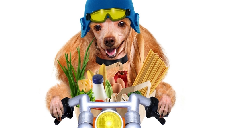 caine, funny, poodle, groceries, dog, animal