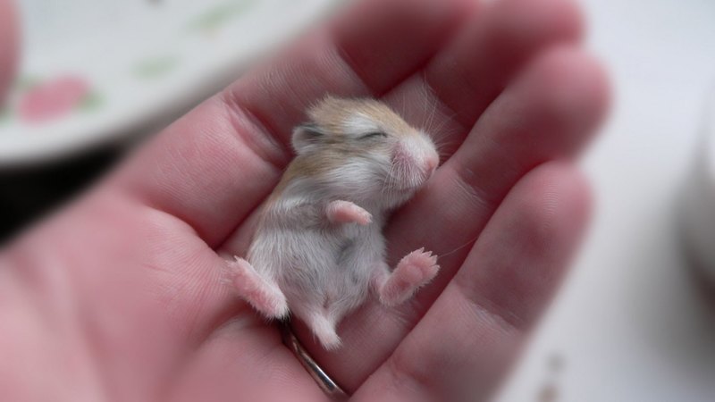 hand, photo, mouse, animal