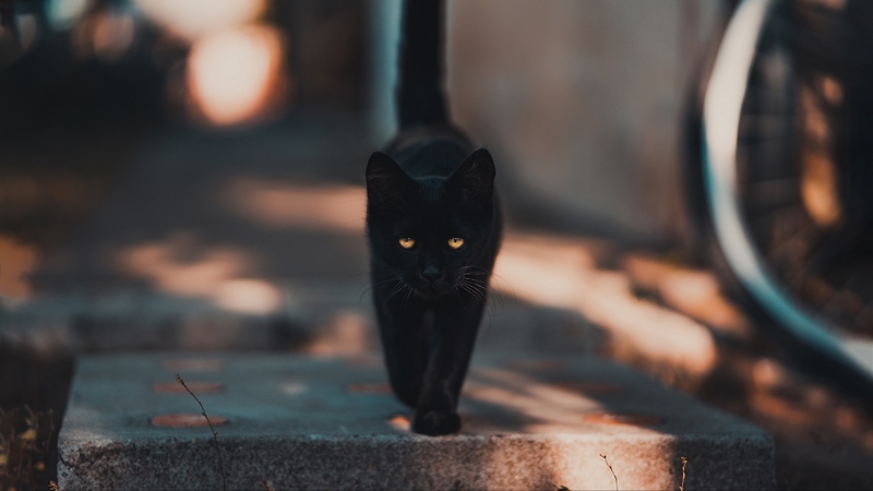 black, little panther, pisici, cat, halloween