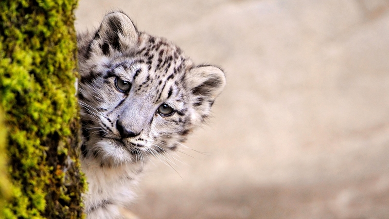 snow leopard, animal, cute, cub, face, baby