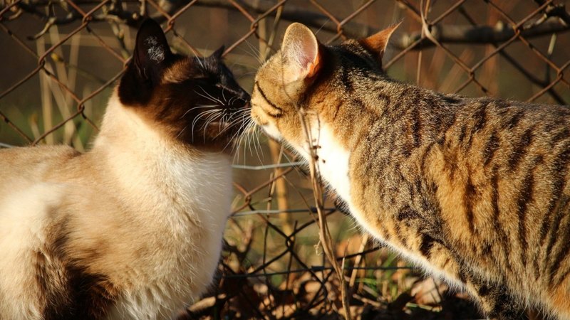 mackerel, saim, tiger cat, cat, kitten, kiss, animal, siamese cat