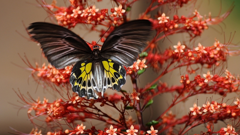 red, wings, orange, butterfly, black, flower, insect, pink, yellow