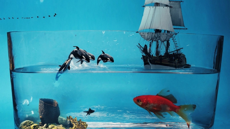 whale, fish, ship, bowl