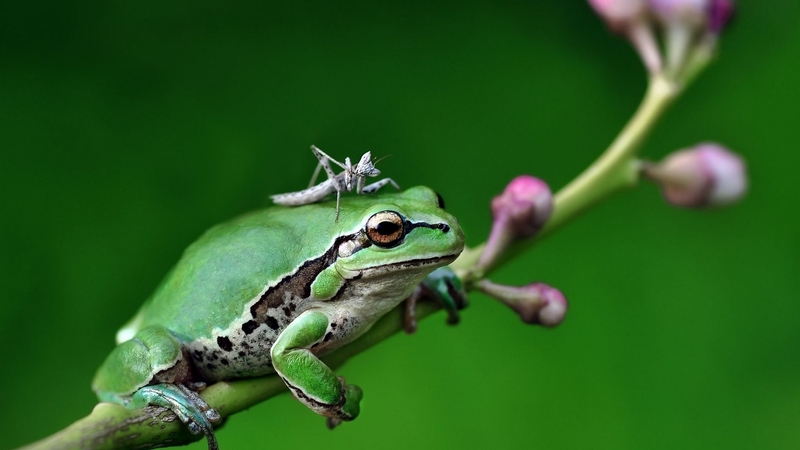 mustafa ozturk, grasshopper, frog, green, amphibian, insect, flower, pink