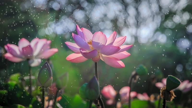 water, vara, bokeh, lotus, green, flower, summer, pink