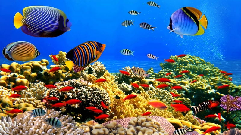 fish, coral, underwater, life