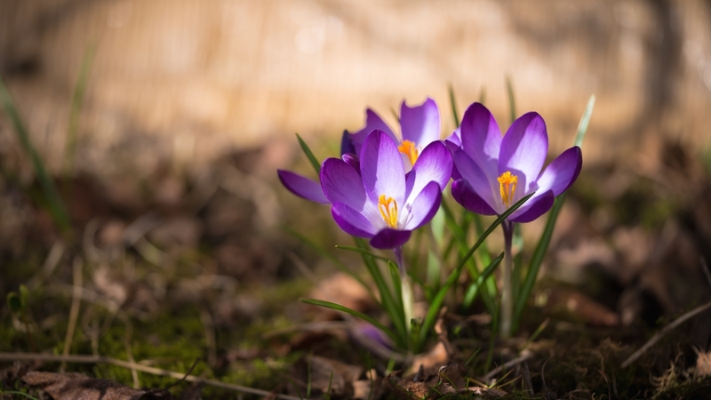 flowers, nature, spring, crocuses