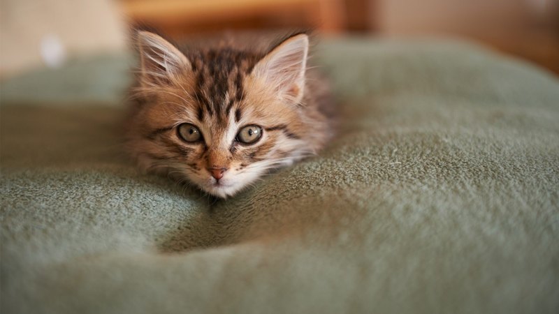 pretty, beautiful, sweet, beauty, face, sleepy, animals, lovely, kitty, cat, sleeping, cat face, hat, cute, paws, cats, kitten