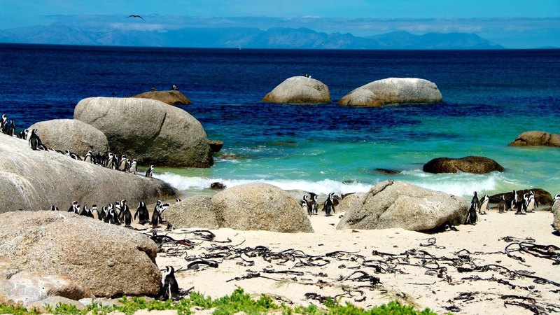 beach, destiny, stones, ocean, penguins