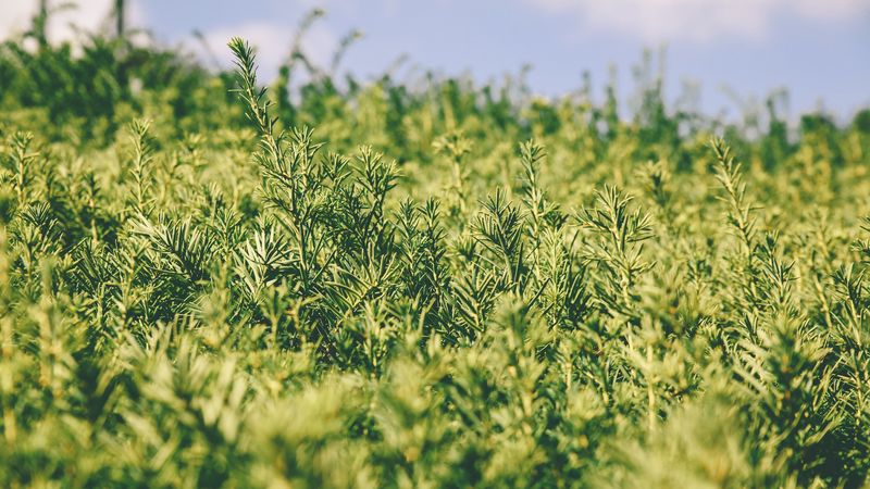 grass, green, plant, blur, garden, 4k