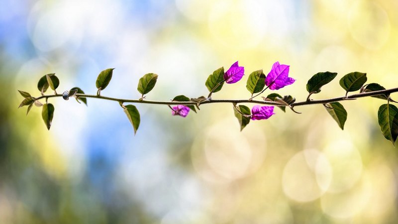 flowers, nature, bouganvilla, plants