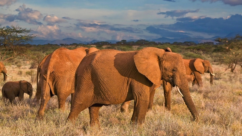 cool, elephants, fun, animal