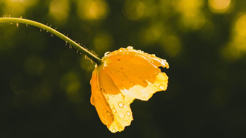 flower, yellow, bud, drops, sunlight, 4k