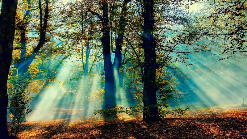forest, sun, rays, natute