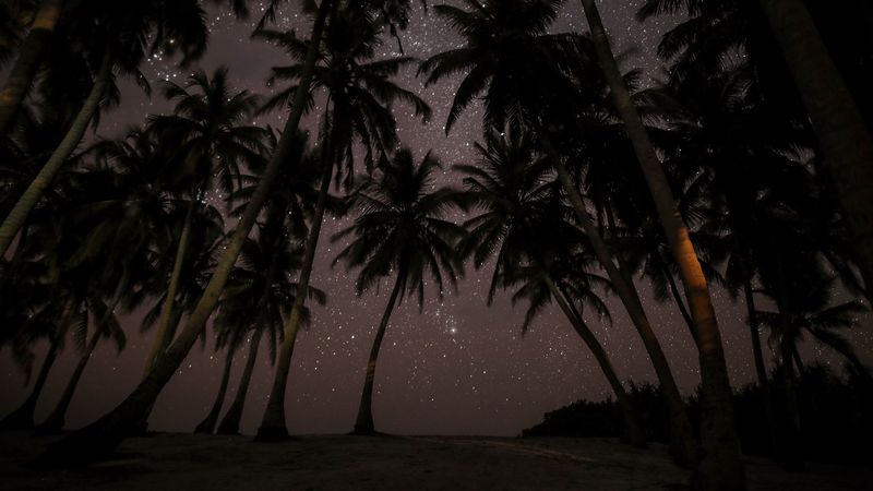 palms, starry sky, tropics, maldives, night, 4k