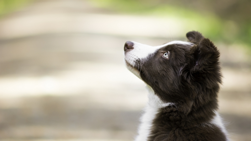 cute, border collie, black, caine, white, dog, puppy, animal