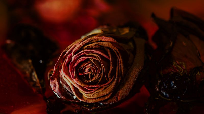rose, bud, dry, flower, red, 4k