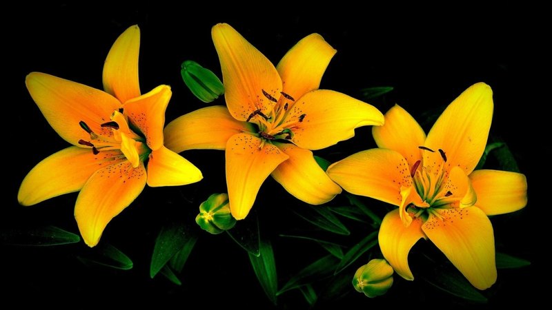 flowers, black, yellow, lilies, spring