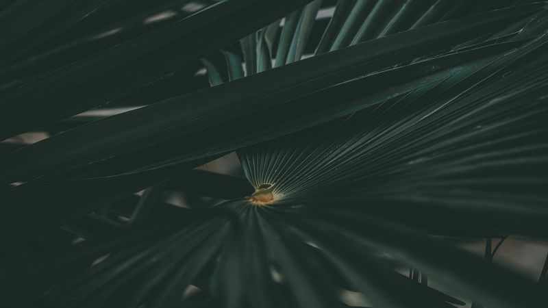 leaf, plant, carved, dark, green, 4k