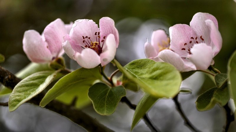 photo, romance, beautiful, floral, still life, quince blossoms, photography, love, wide screen, flower, beauty
