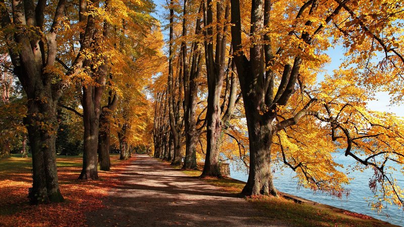 lalke, nature, park, trees