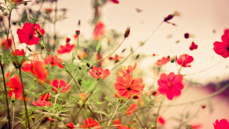 red, flower, red flowers, flowers, nature, red flower