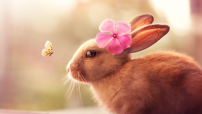 rabbit, luminos, iepuras, easter, animal, fantasy, butterfly, flower, bunny, rodent, pink