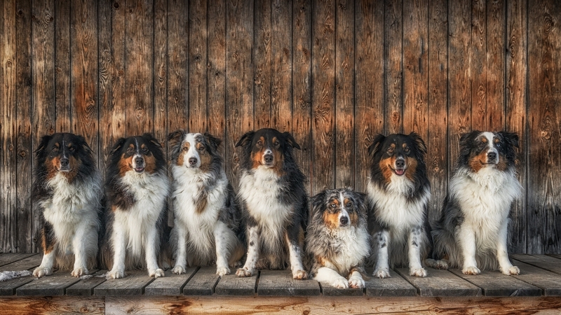 australian shepherd, caine, wood, animal, dog