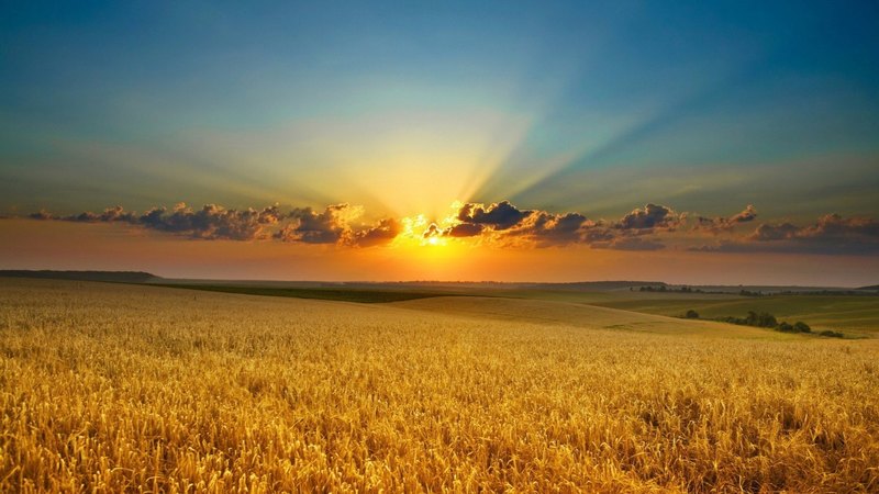 rays, wheat, fields, sunset, clouds