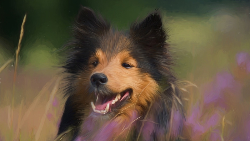 photo, nature, dog, animal