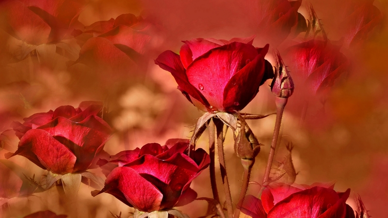 drops, collages, budh, dew, red