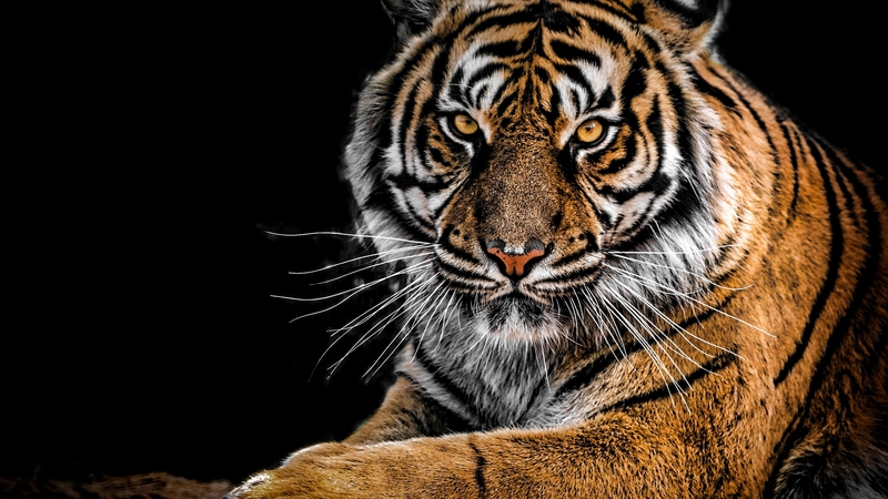 hd, tigers, photography, cats