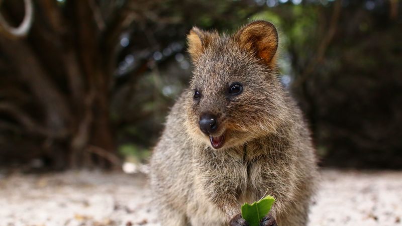 quokka, cute, food, cute animal, 4k