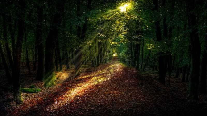 forest, autumn, path, sunlight, 4k