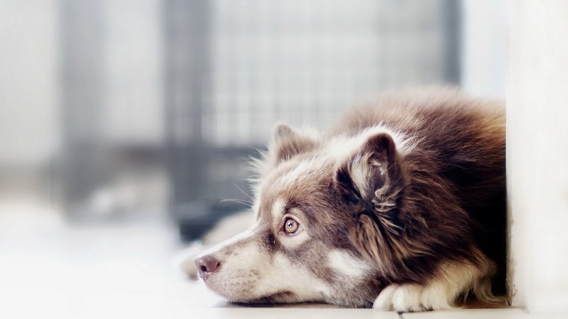 pretty, lovely, playful dog, playful, beautiful, sweet, dog face, cute, puppies, face, animals, dogs, puppy