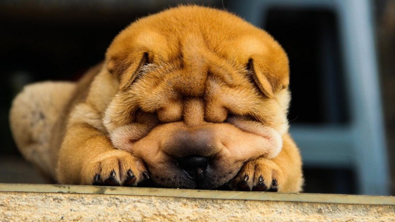 pretty, lovely, playful dog, playful, beautiful, sweet, dog face, cute, puppies, face, animals, dogs, puppy