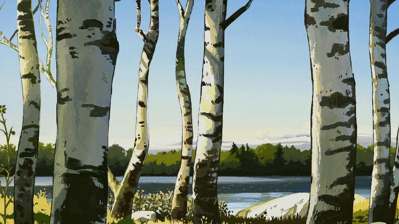 birches, trees, art, 4k