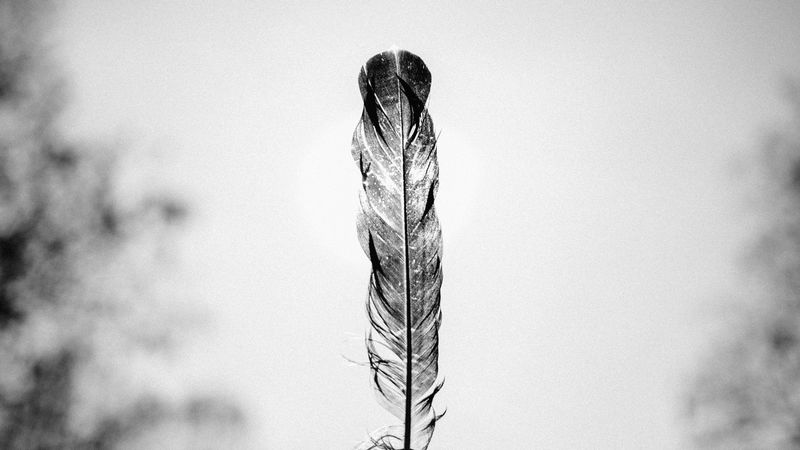 feather, bw, minimalism, 4k