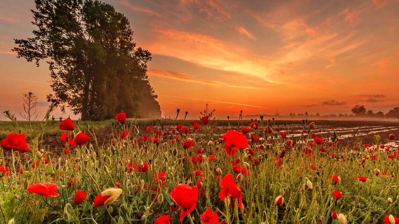 fiery, poppies, beautiful, sunset, field