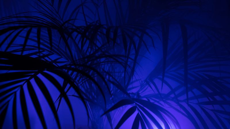 palm tree, silhouettes, leaves, branches, 4k