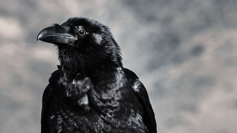 raven, bird, black, beak, 4k