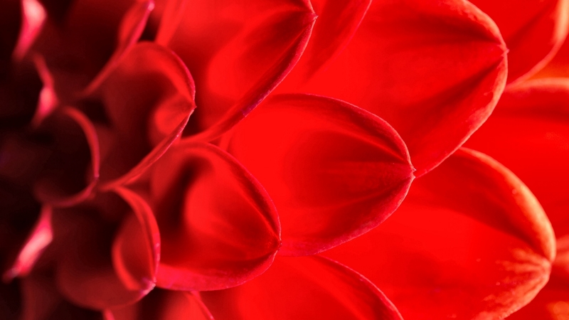 photo, romance, beautiful, floral, photography, love, wide screen, flower, beauty, dahlia
