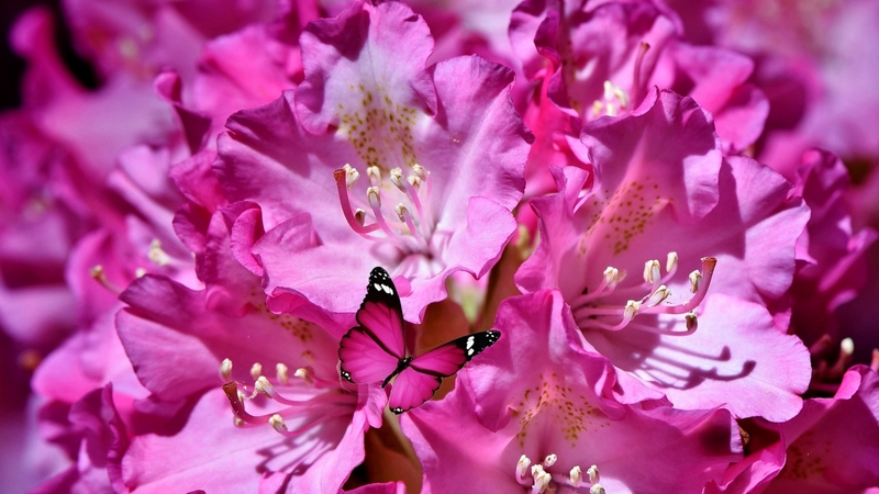 bright, flowers, spring bloom flowers, colorful, vivid, bold, butterfly, hot pink, rhododendron, capri23 auto, vibrant, hot pink rhododendron macro