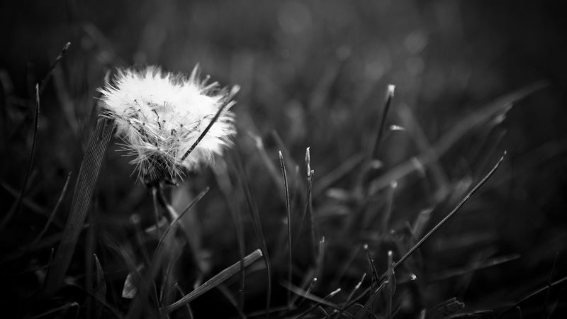 dandelion, fluff, bw, grass, close-up, dark, 4k