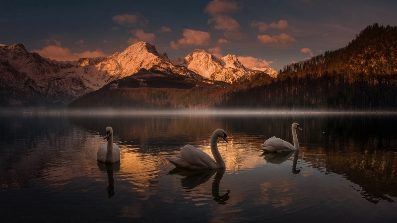 mountain, friedrich beren, water, bird, pasari, sunset, lebada, swan